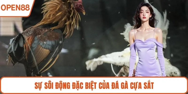 Sự sôi động đặc biệt của đá gà cựa sắt